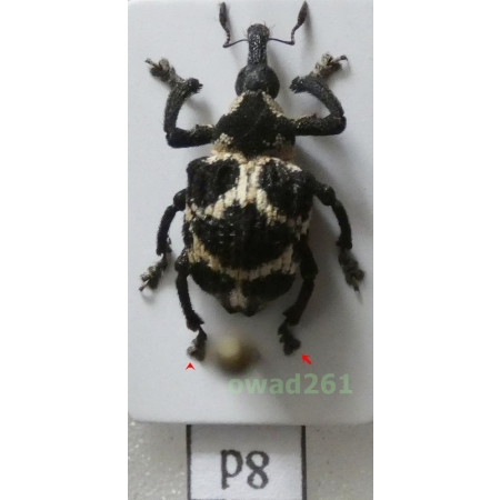 Desmidophorus cumingi (Boheman 1845) Philippines8d